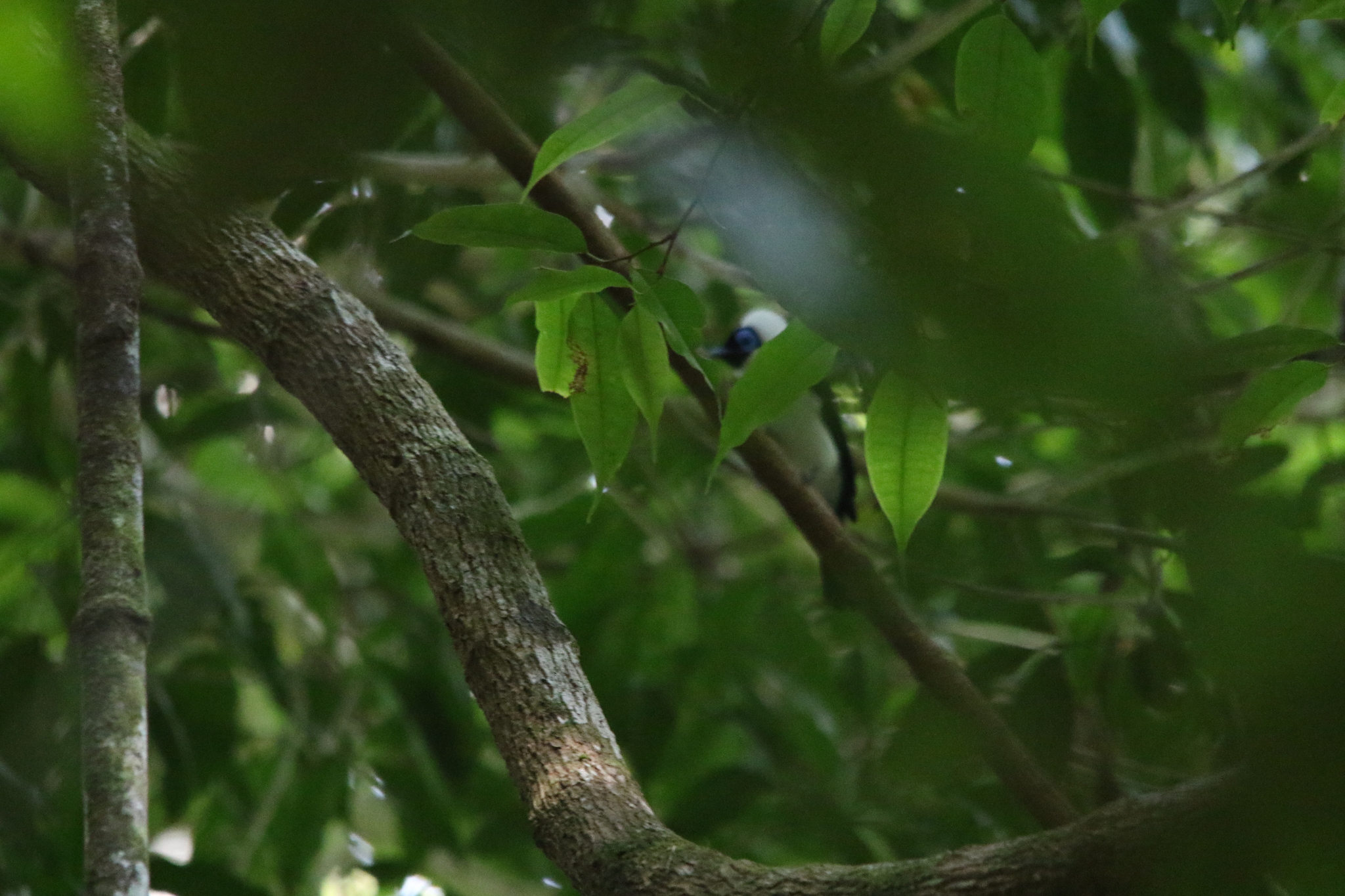 Frilled Monarch (Arses telescopthalmus), photo 10