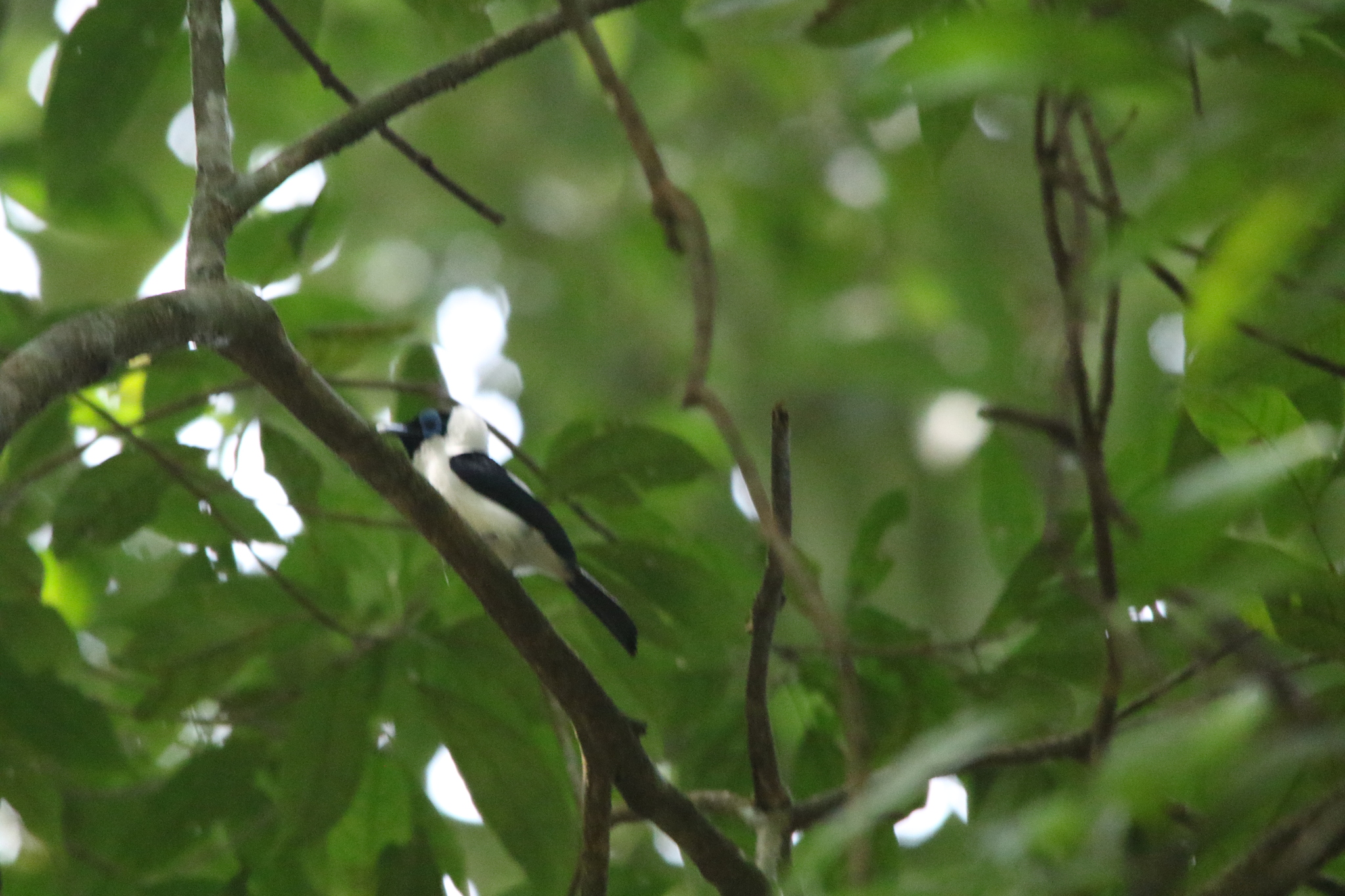 Frilled Monarch (Arses telescopthalmus), photo 9