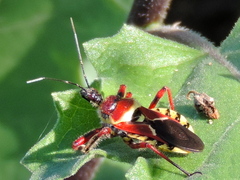 Apiomerus flaviventris