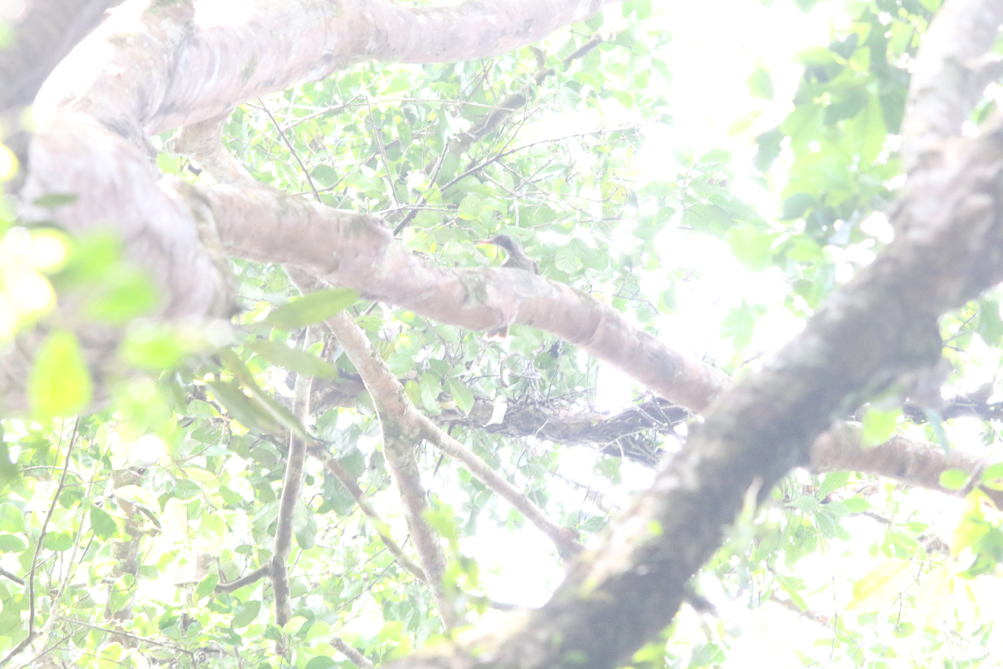 Brown Oriole (Oriolus szalayi), photo 4