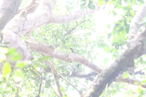 Brown Oriole (Oriolus szalayi), photo 6