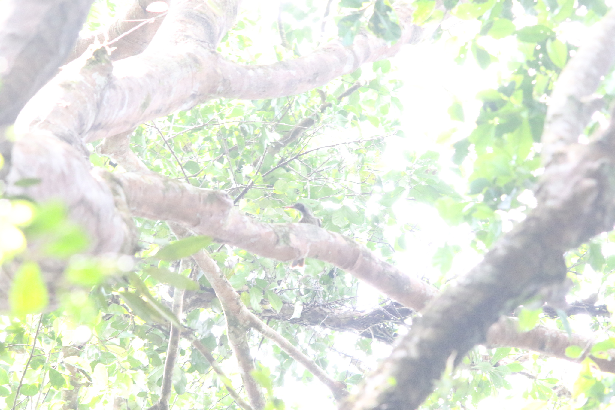 Brown Oriole (Oriolus szalayi), photo 5