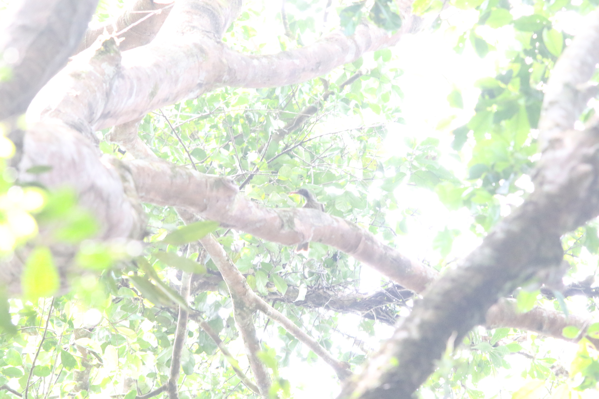 Brown Oriole (Oriolus szalayi), photo 6