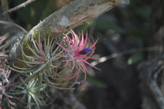 Tillandsia ionantha