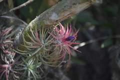 Tillandsia ionantha