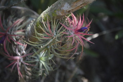 Tillandsia ionantha