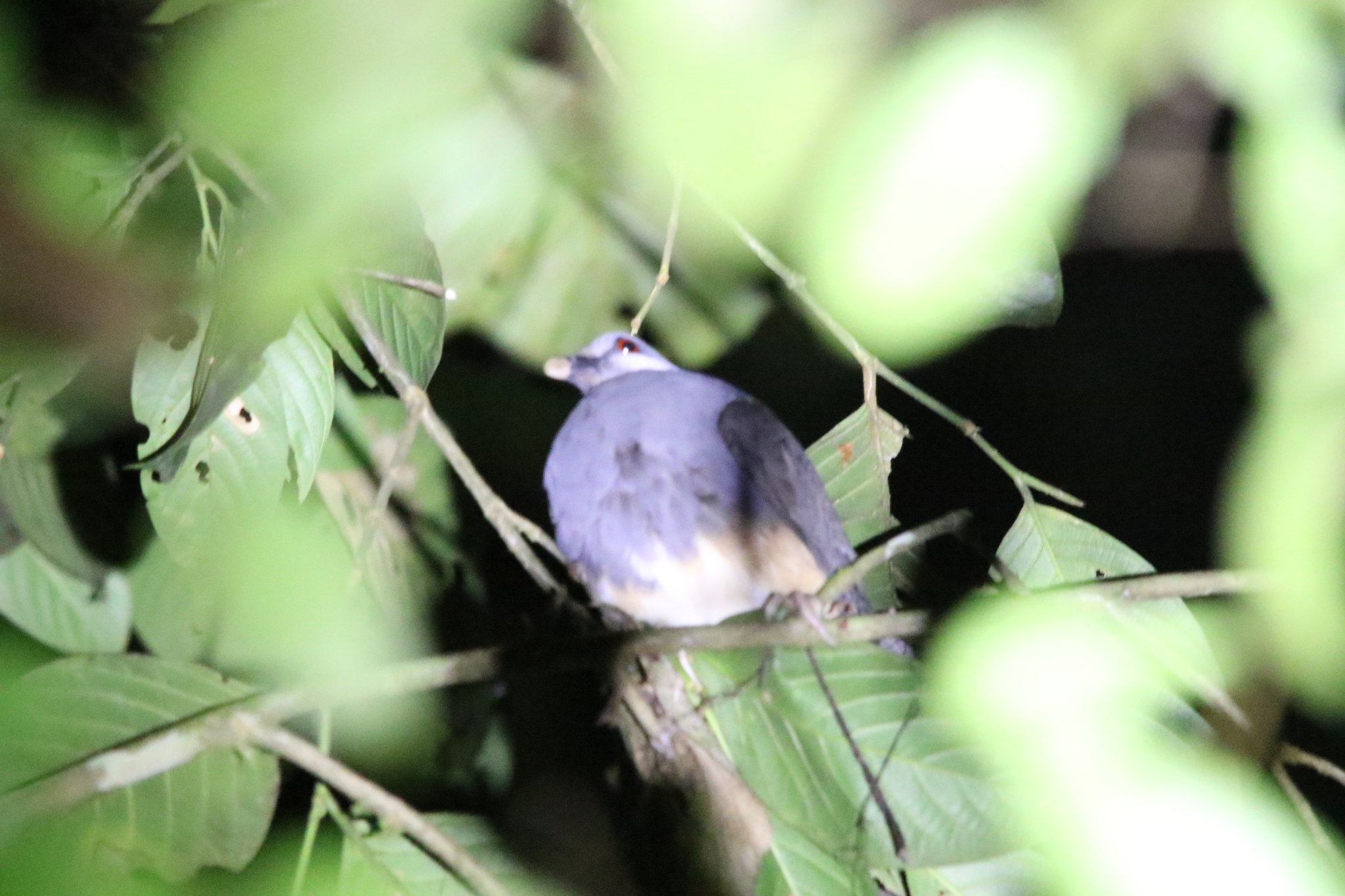 Thick-billed Ground Pigeon (Trugon terrestris), photo 7