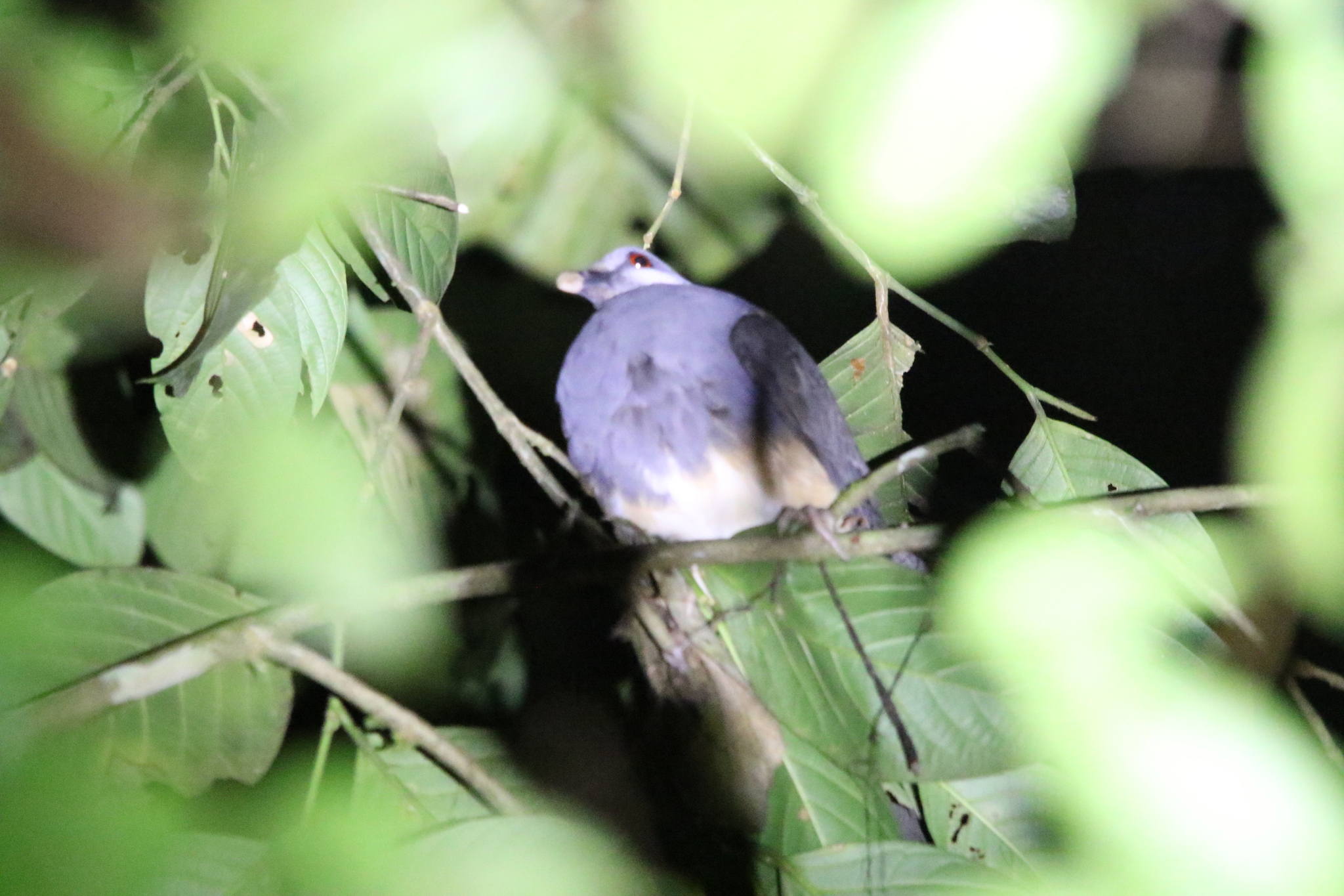 Thick-billed Ground Pigeon (Trugon terrestris), photo 8