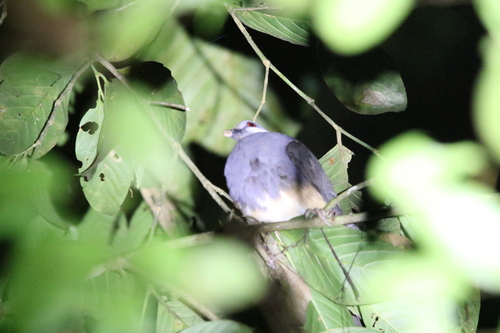 Thick-billed Ground Pigeon (Trugon terrestris), photo 8