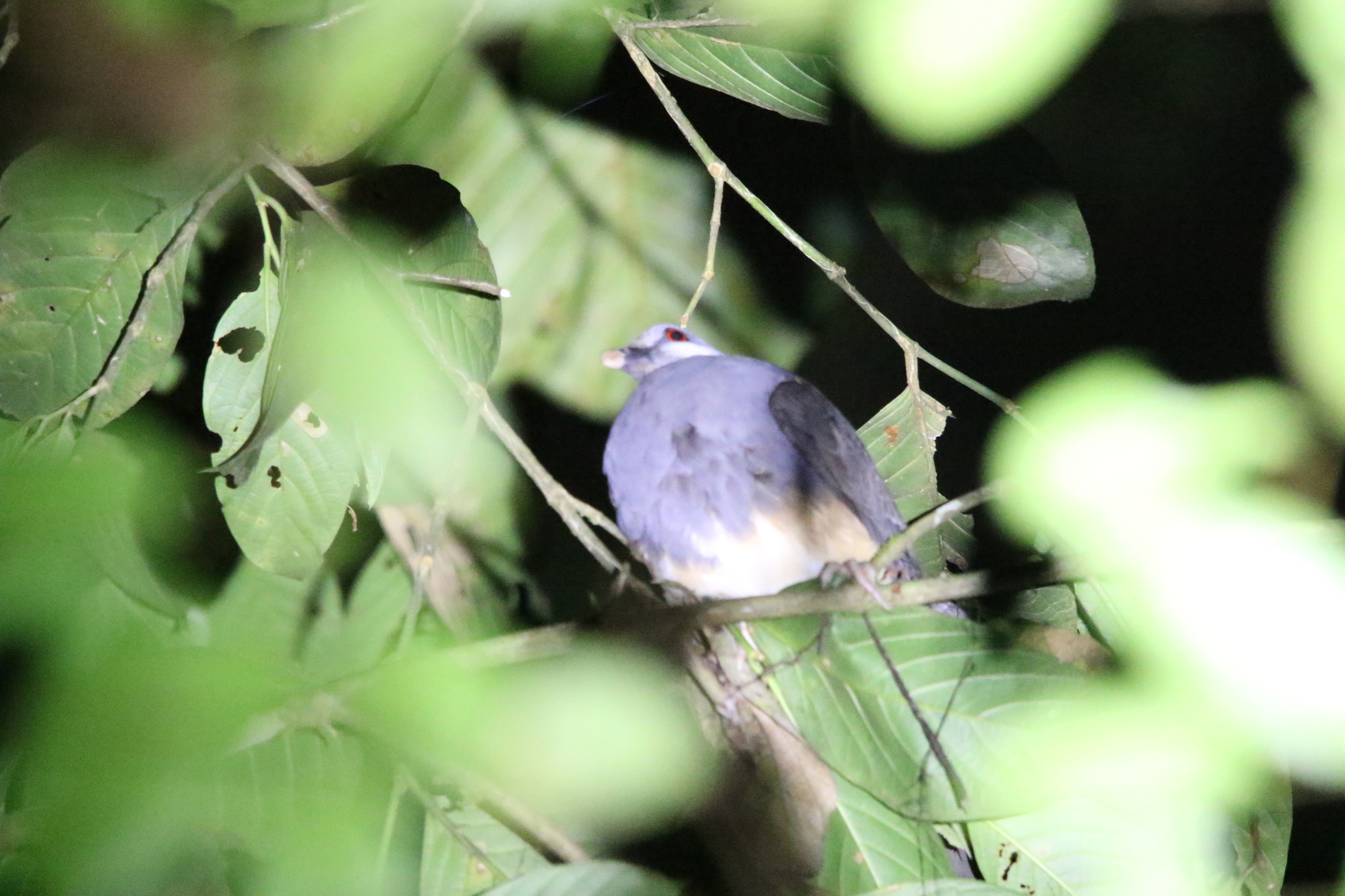 Thick-billed Ground Pigeon (Trugon terrestris), photo 9