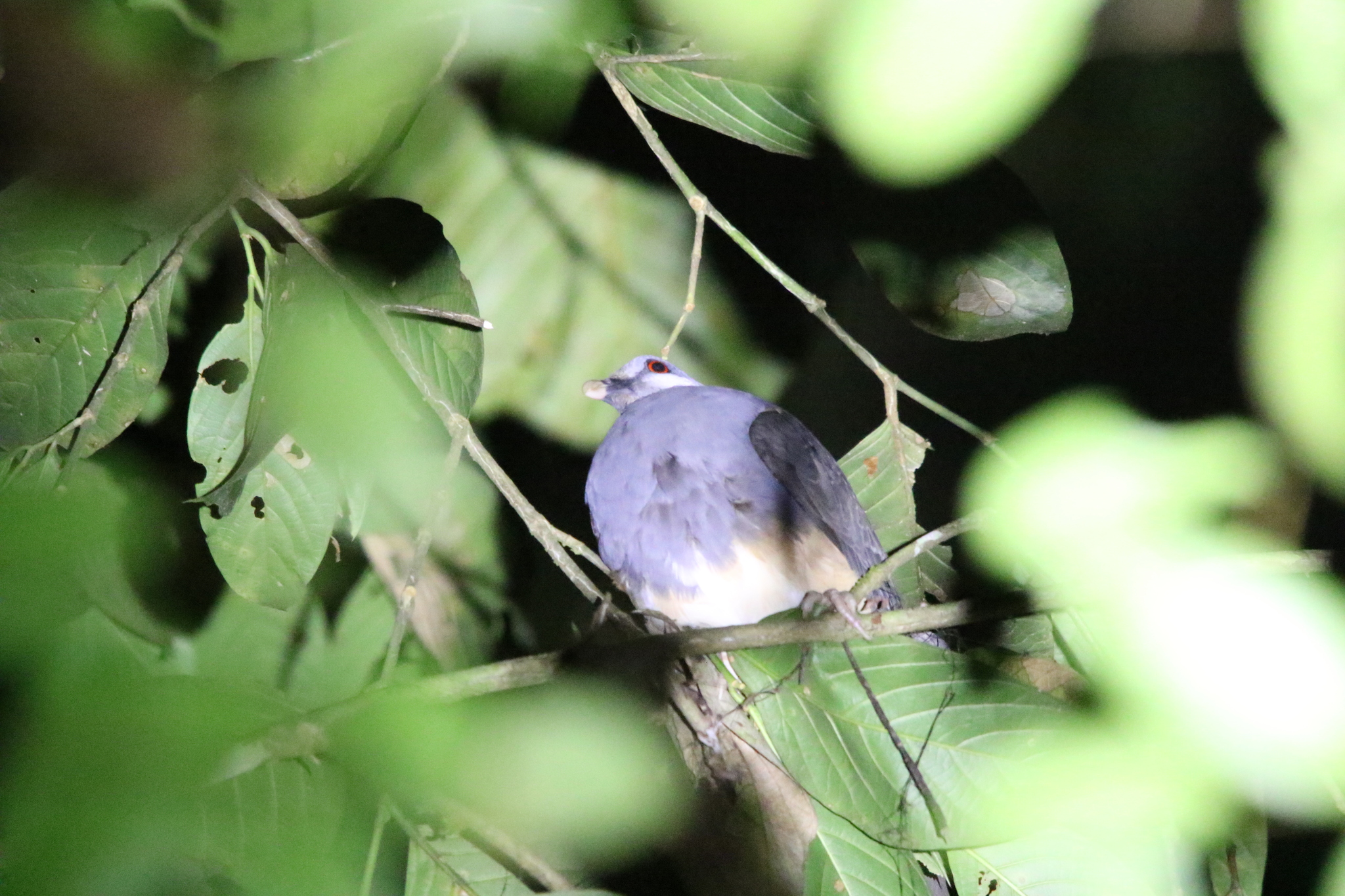 Thick-billed Ground Pigeon (Trugon terrestris), photo 10