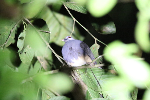 Thick-billed Ground Pigeon (Trugon terrestris), photo 10