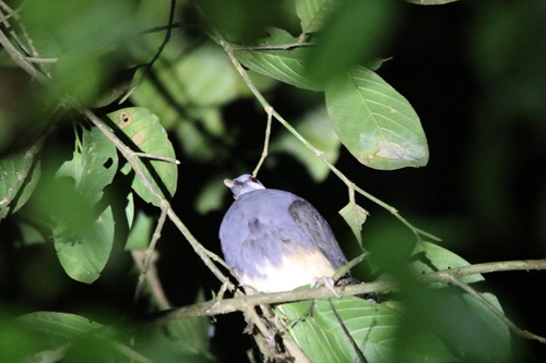Thick-billed Ground Pigeon (Trugon terrestris), photo 5