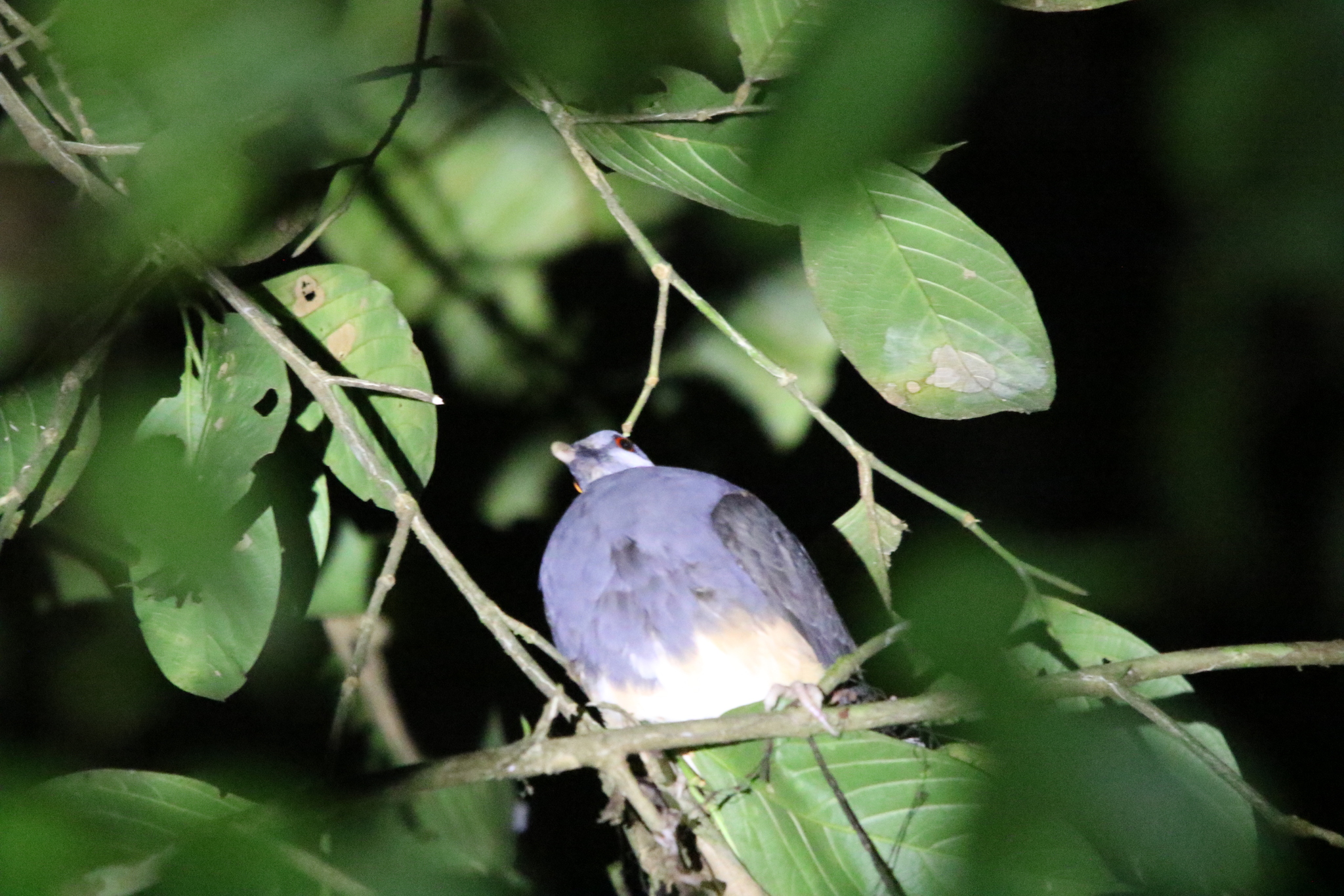 Thick-billed Ground Pigeon (Trugon terrestris), photo 6
