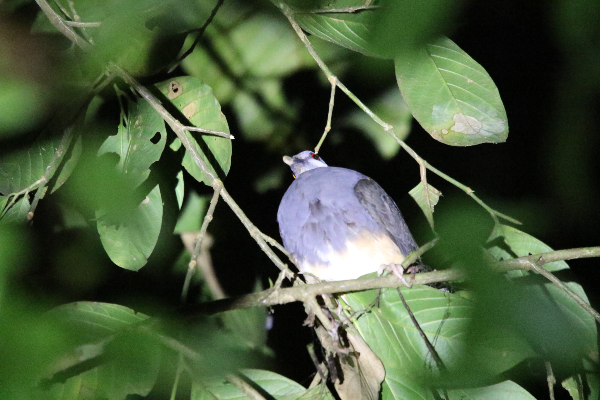 Thick-billed Ground Pigeon (Trugon terrestris), photo 3