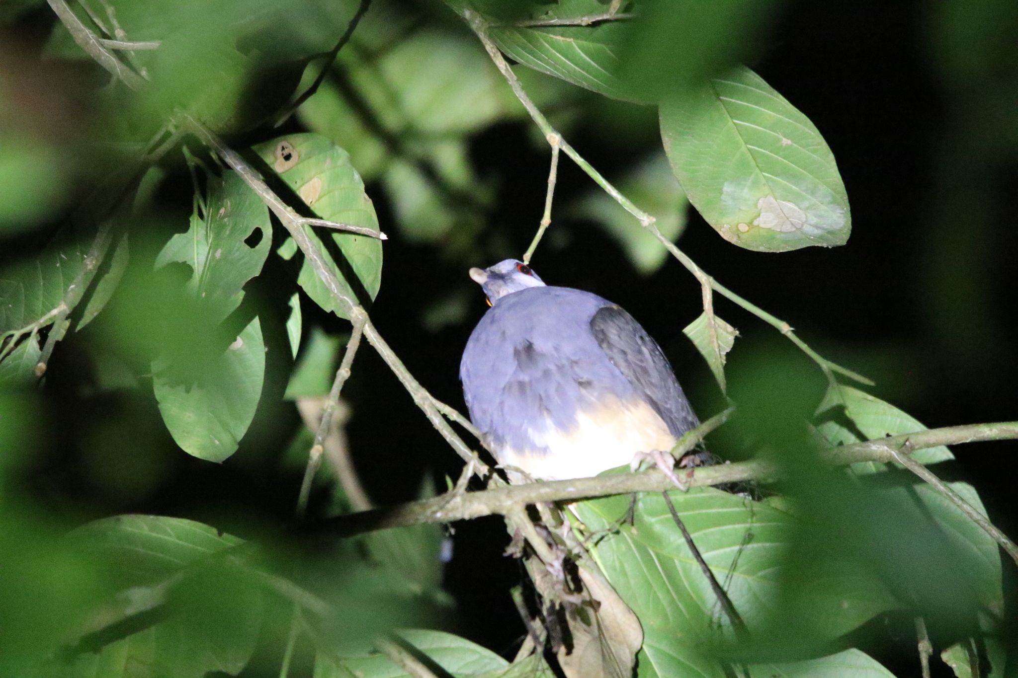 Thick-billed Ground Pigeon (Trugon terrestris), photo 2