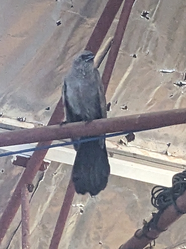 Apostlebird (Struthidea cinerea), photo 3