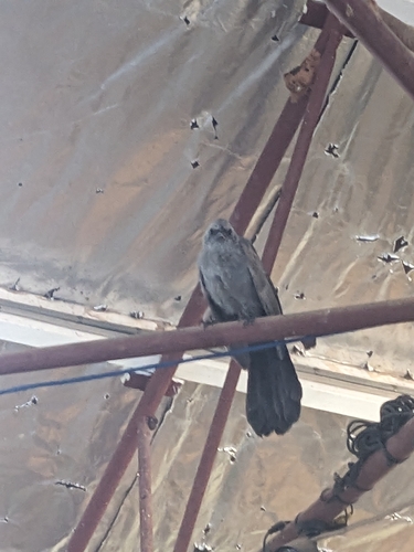 Apostlebird (Struthidea cinerea), photo 4