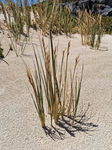 Sea Wheat (Thinopyrum distichum)