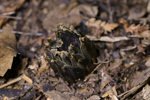 Wood Rose (Dactylanthus taylorii)