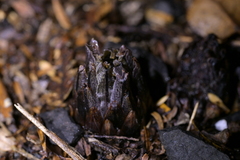 Dactylanthus taylorii, photograph (c) Christopher Stephens, some rights reserved (CC BY-SA)
