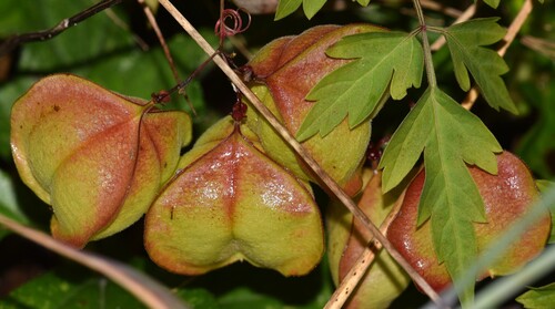 Cardiospermum halicacabum observed 2026-02-15