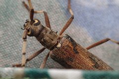 Didymocantha obliqua