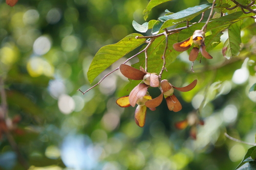Shorea macrophylla observed 2026-01-22