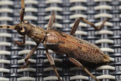 Didymocantha obliqua