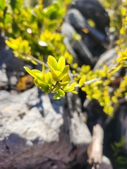 Melicytus obovatus, photograph author not stated, no rights reserved