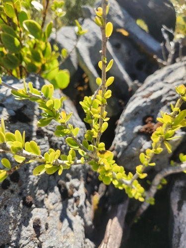 Melicytus obovatus, photograph 2