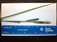 Carex nudata, photograph (c) Mike Butler, some rights reserved (CC BY)