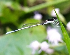 Agriocnemis pieris
