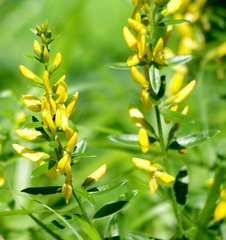 Genista tinctoria