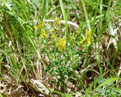 Genista tinctoria