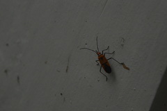 Dysdercus transversalis