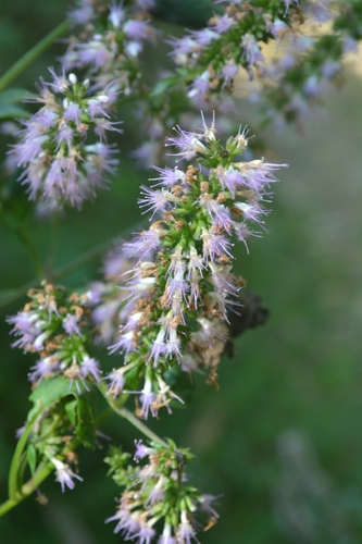 Pogostemon chinensis