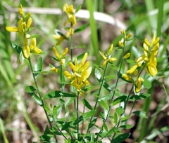 Genista tinctoria