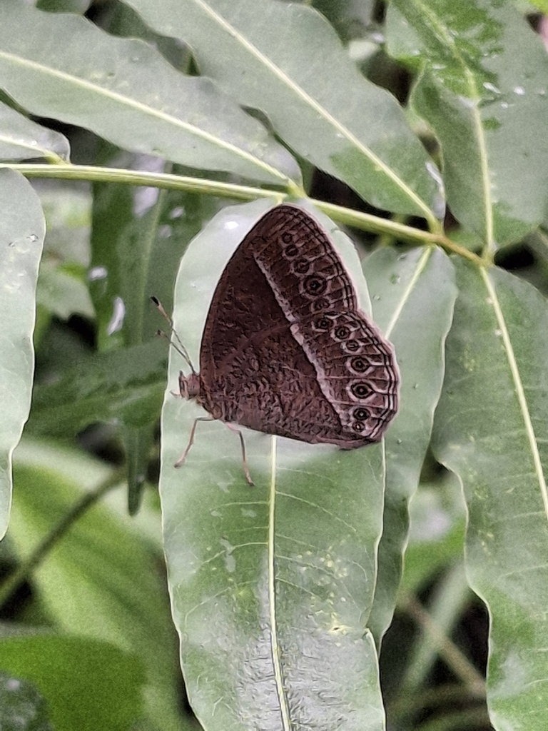 Telinga janardana (Telinga janardana)