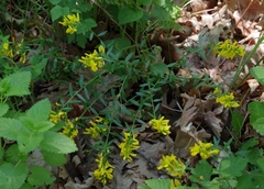 Genista tinctoria