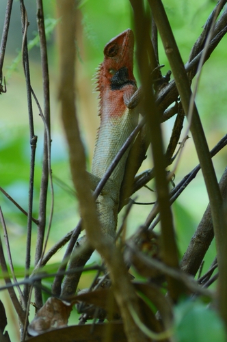 Wang’s Garden Lizard