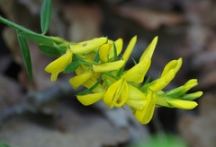 Genista tinctoria