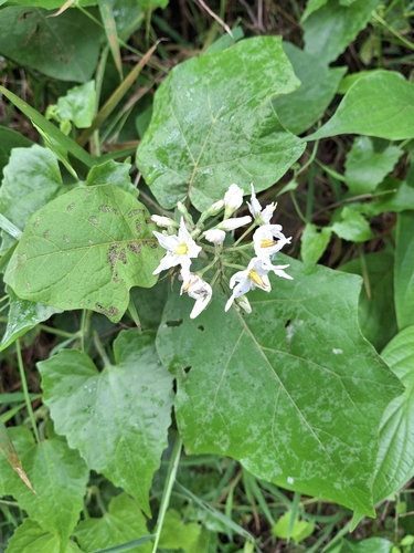Solanum torvum