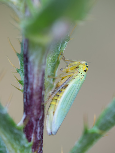 Žalioji Cikadėlė nuotrauka