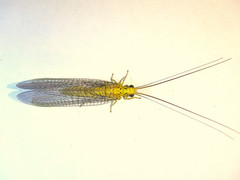 Calochrysa extranea