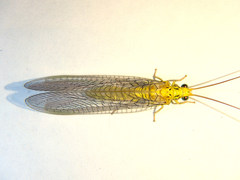 Calochrysa extranea