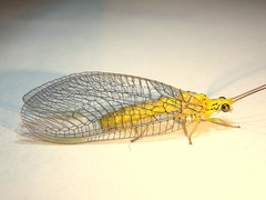 Calochrysa extranea