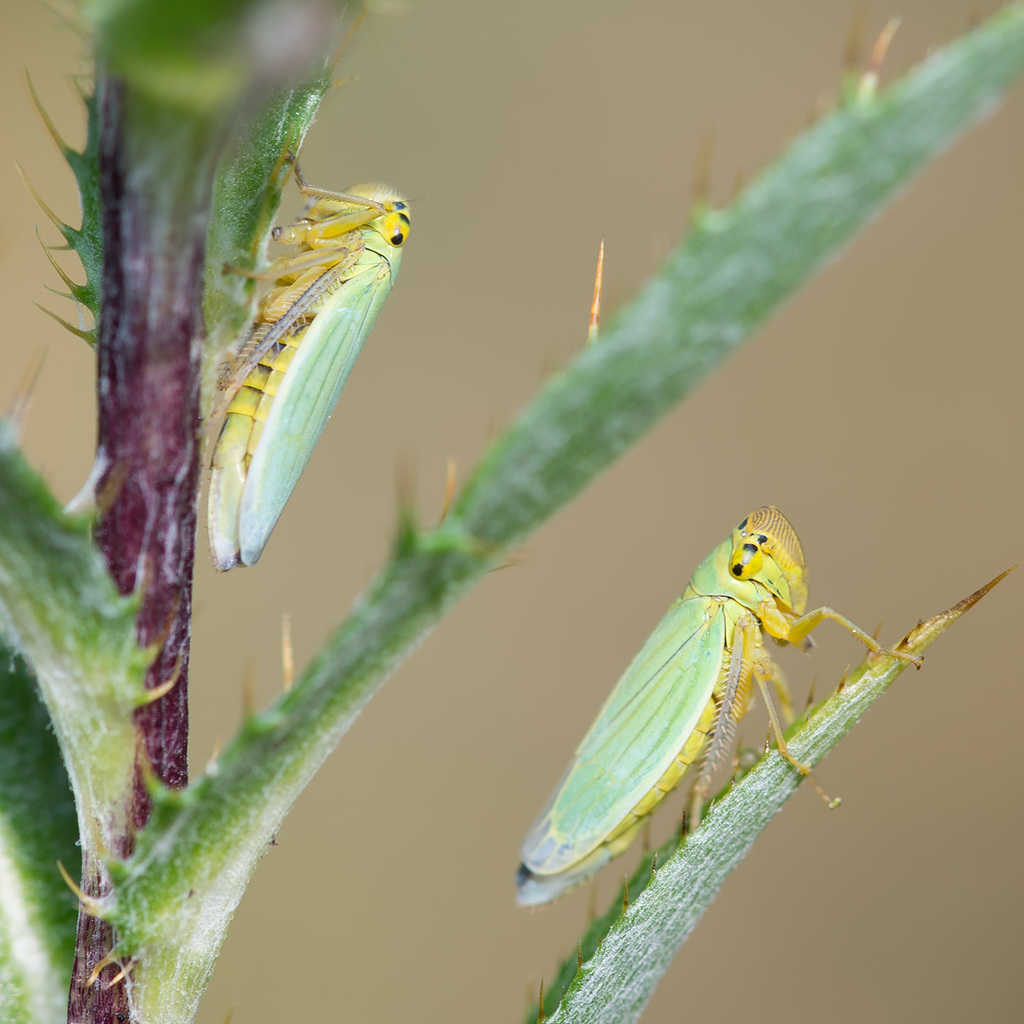 Cicadella viridis; (c) Vladimir Bryukhov, some rights reserved (CC BY-NC), uploaded by Vladimir Bryukhov