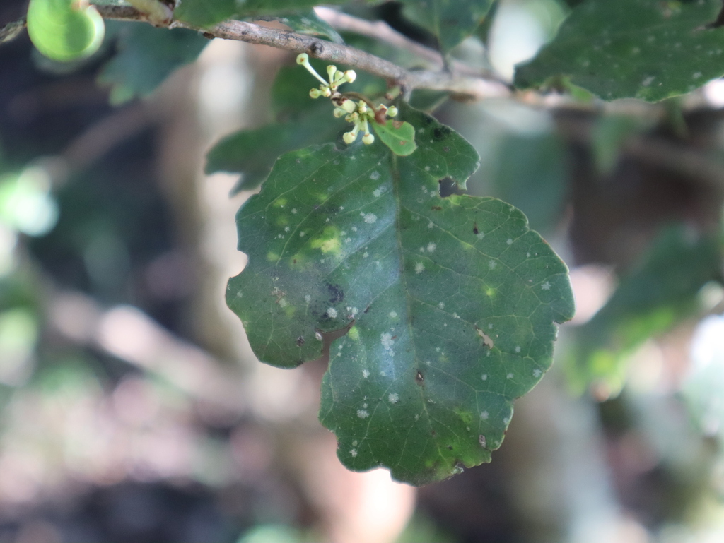 Kuto Tree Koko Tree from Vhembe, ZA-NP, ZA on February 6, 2026 at 07:23 AM by k ...