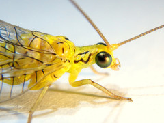 Calochrysa extranea